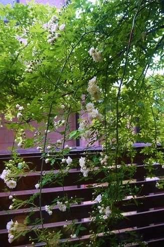 c0204121_15335692.jpg