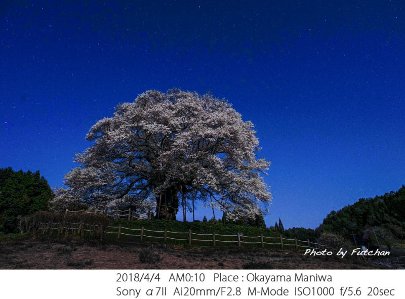 2018 桜巡り① 醍醐の空 by 空倶楽部_a0158226_20345106.jpg