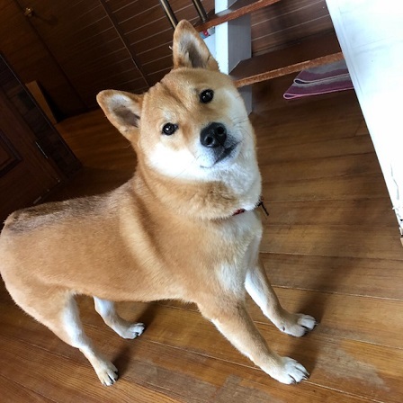 c0367433_16032436.jpeg