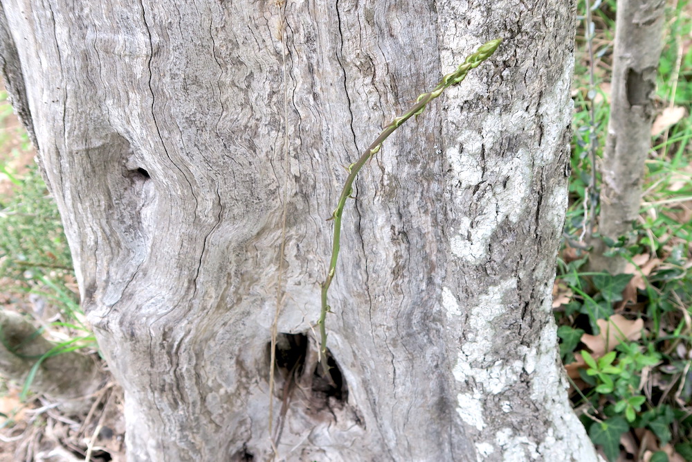 オリーブの古木の穴からアスパラガス、ウンブリア_f0234936_611412.jpg
