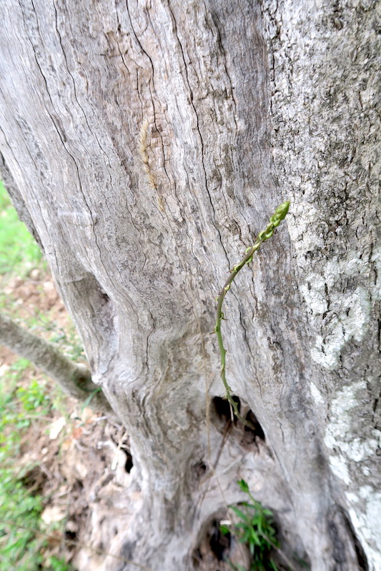 オリーブの古木の穴からアスパラガス、ウンブリア_f0234936_6161362.jpg