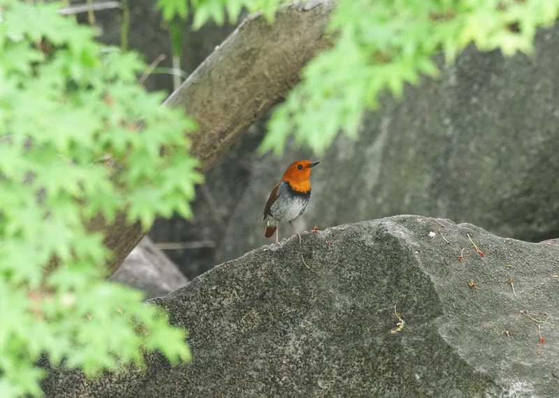 d0290240_09173369.gif