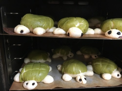 色んなカメロンが続々誕生しています_b0346442_15280847.jpeg