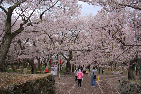 高遠の桜_f0160554_20411306.jpg