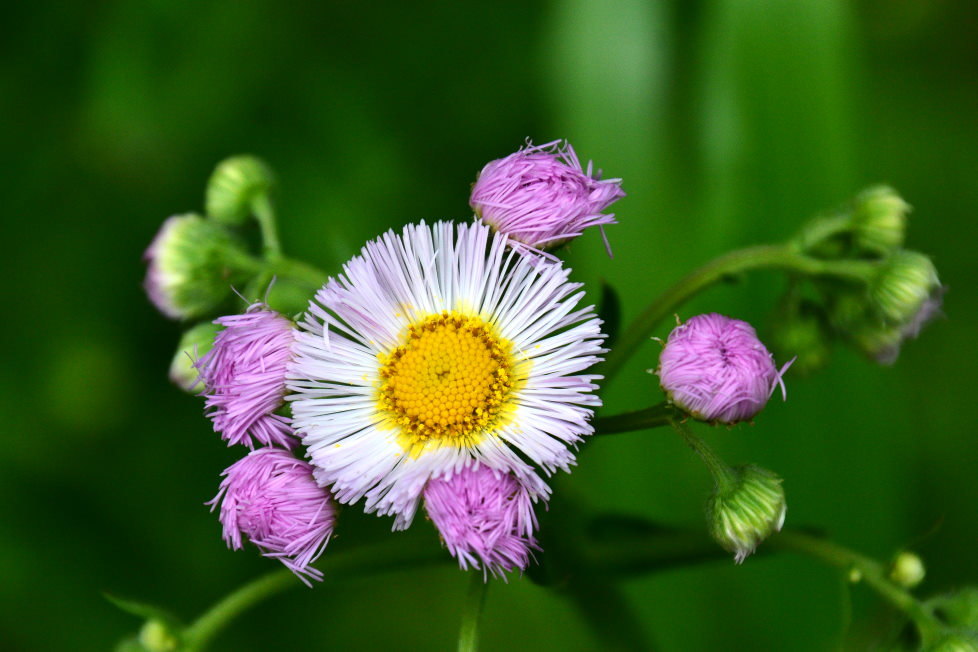 春の草花_f0185755_22225155.jpg