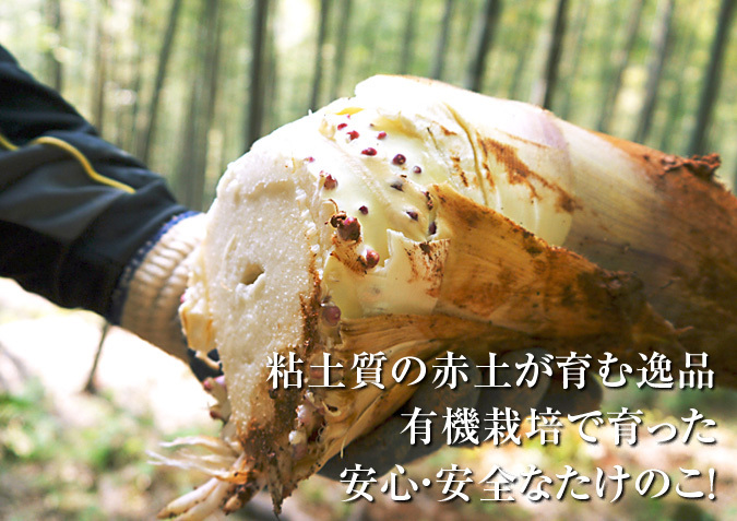 幻の白い「長生たけのこ」 平成30年度も残りわずか!お急ぎください!&収穫の様子の番外編_a0254656_17054336.jpg