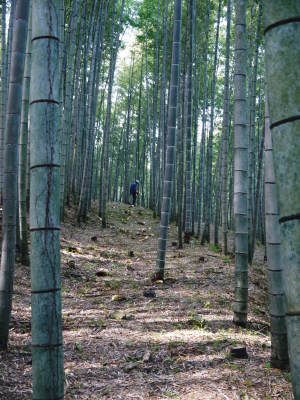 幻の白い「長生たけのこ」 平成30年度も残りわずか!お急ぎください!&収穫の様子の番外編_a0254656_18423877.jpg