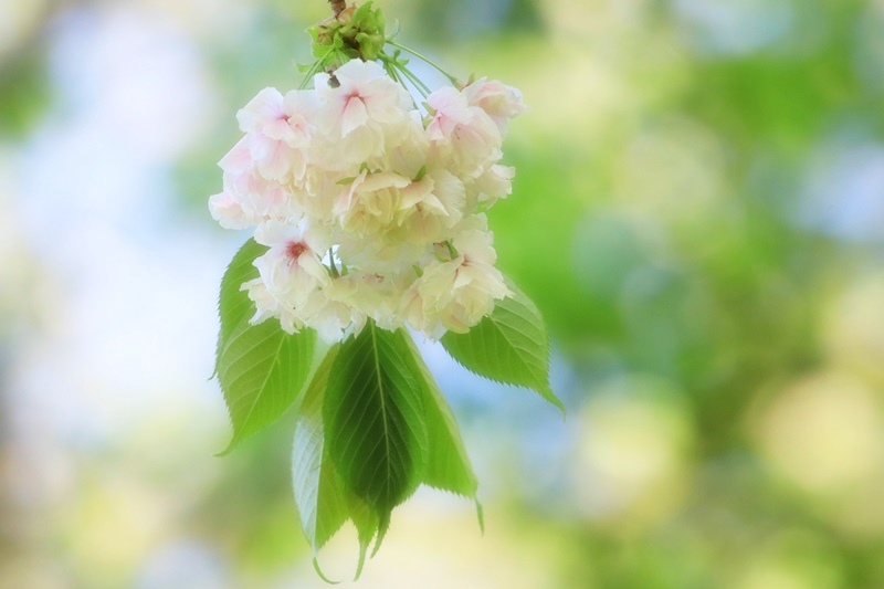 蓮華寺池公園の春　～いろんな桜～♪_a0167759_1354511.jpg