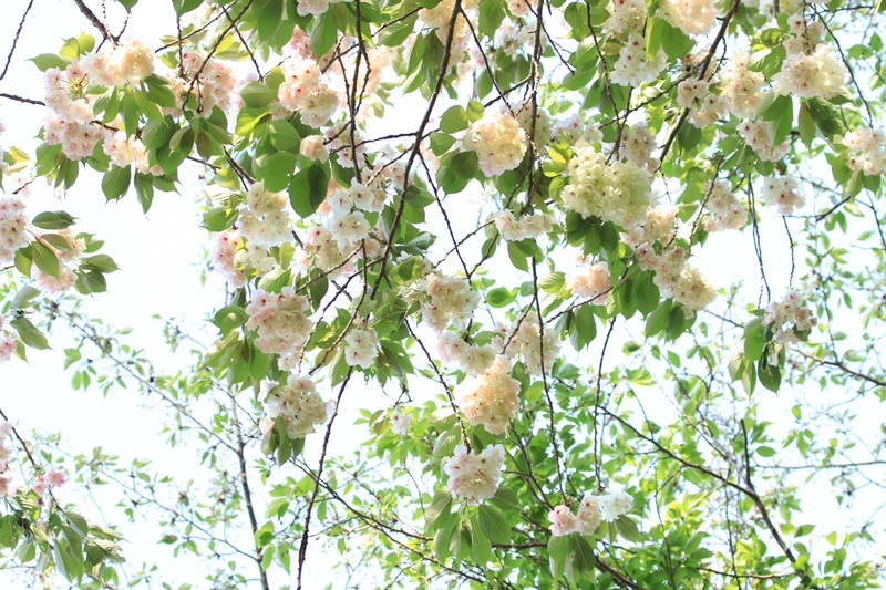 蓮華寺池公園の春　～いろんな桜～♪_a0167759_13553666.jpg