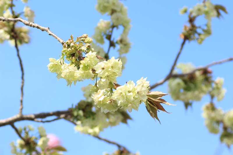 蓮華寺池公園の春　～いろんな桜～♪_a0167759_1355562.jpg