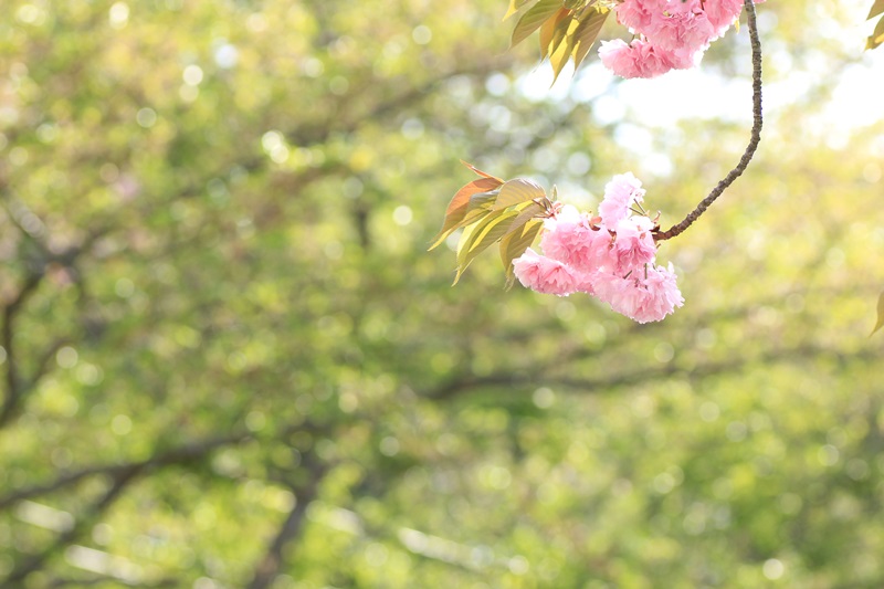 蓮華寺池公園の春　～いろんな桜～♪_a0167759_13562850.jpg