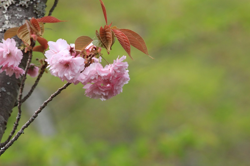 蓮華寺池公園の春　～いろんな桜～♪_a0167759_13573539.jpg