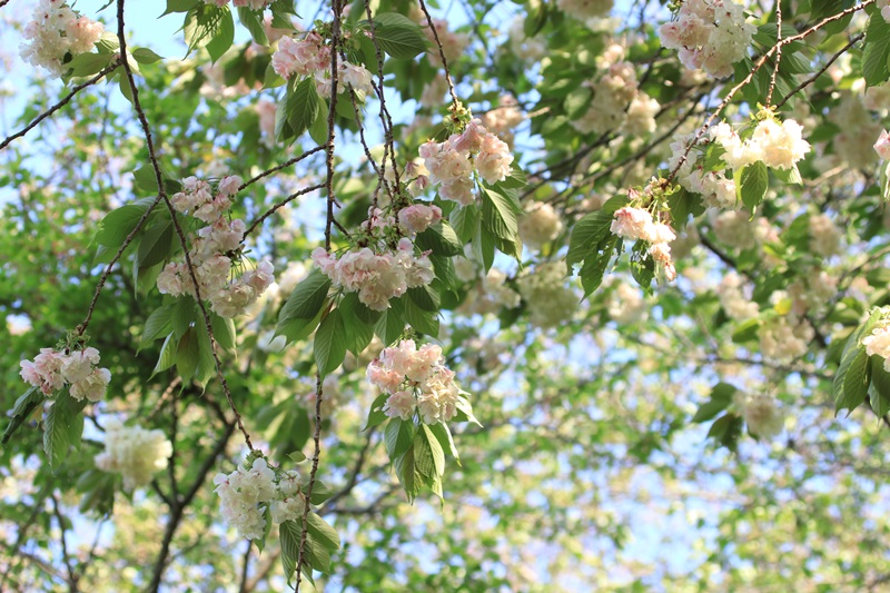 蓮華寺池公園の春　～いろんな桜～♪_a0167759_1359388.jpg