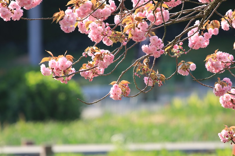 蓮華寺池公園の春　～いろんな桜～♪_a0167759_1401211.jpg