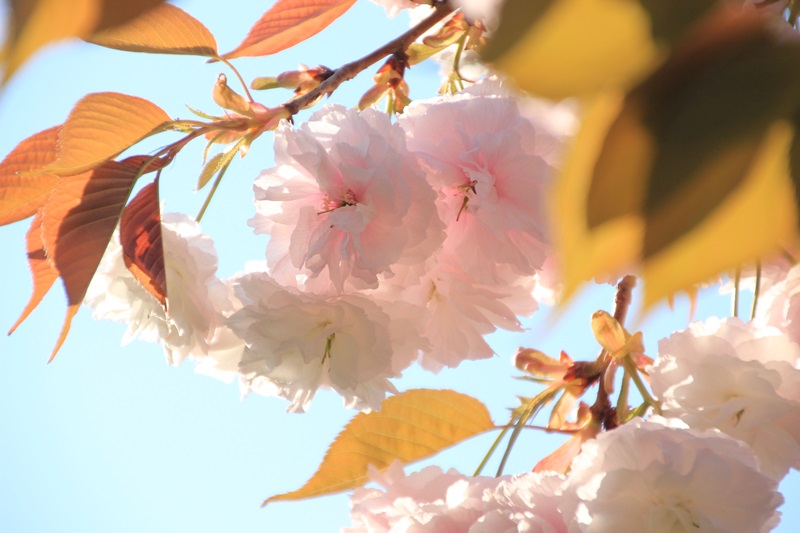 蓮華寺池公園の春　～いろんな桜～♪_a0167759_148229.jpg