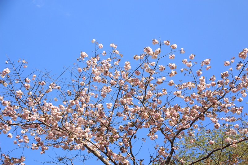 蓮華寺池公園の春　～いろんな桜～♪_a0167759_1483169.jpg