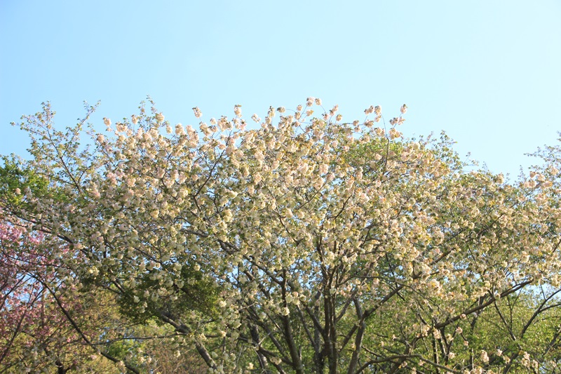 蓮華寺池公園の春　～いろんな桜～♪_a0167759_1493788.jpg