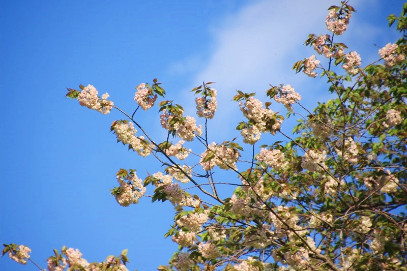 蓮華寺池公園の春　～いろんな桜～♪_a0167759_149688.jpg