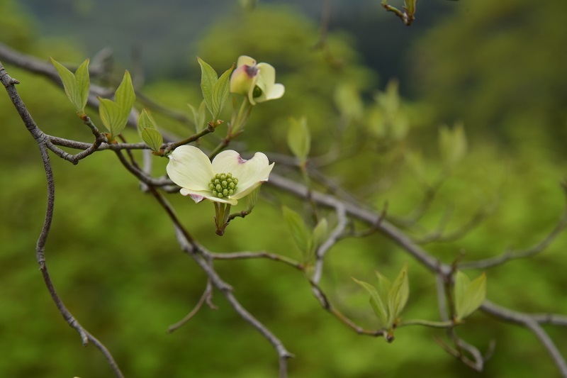 ハナミズキと妙義山②_a0343361_19051288.jpg