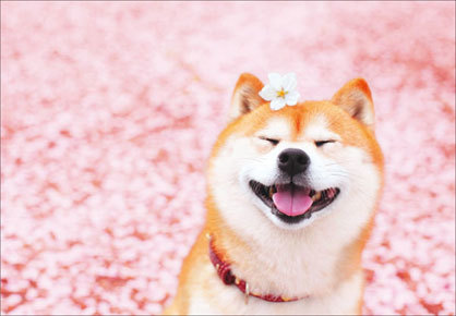 桜と雪と柴犬と_f0233665_15451553.jpg