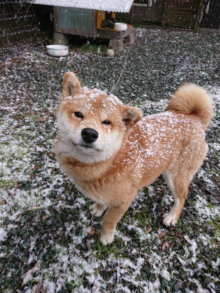 桜と雪と柴犬と_f0233665_15454932.jpg