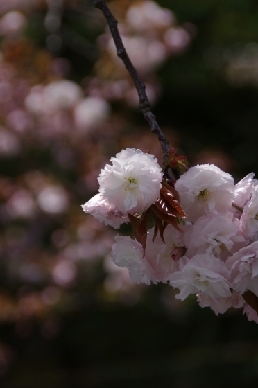 4/7・8、京都の桜～「太陽の塔」旅行、③仁和寺のミツバツツジ他_e0045768_22345435.jpg