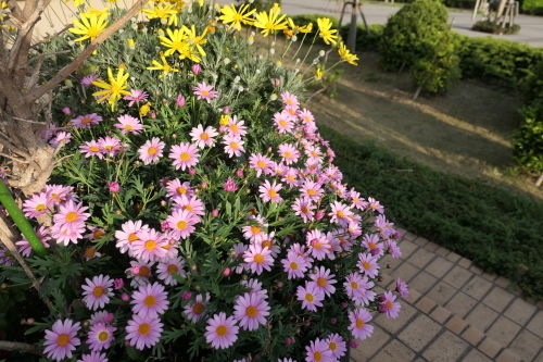d0193569_09553826.jpg