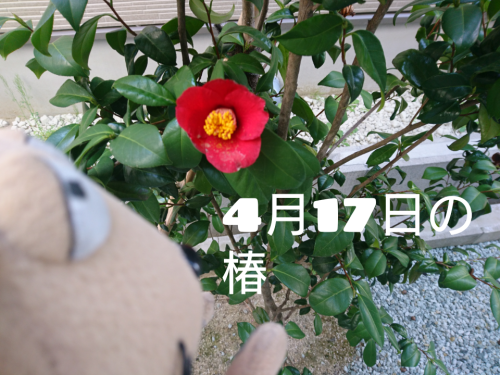 観察日記 春編(笑) 4月17日_c0158573_06454668.png