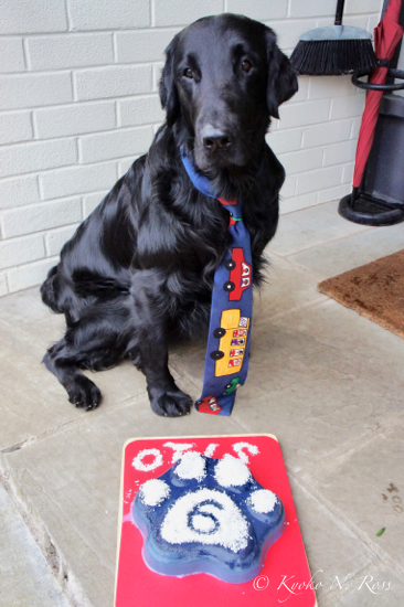 Happy 6th birthday Otis!_f0367473_16251550.png