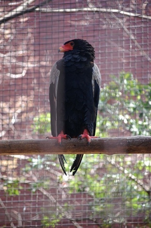 恩賜上野動物公園の「ダルマワシ」_d0019074_06115722.jpg