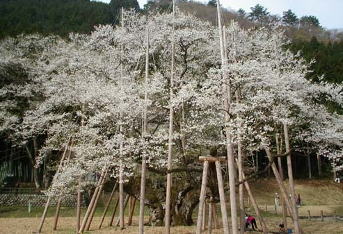 日本　根尾の淡墨桜_b0132475_20263841.jpg