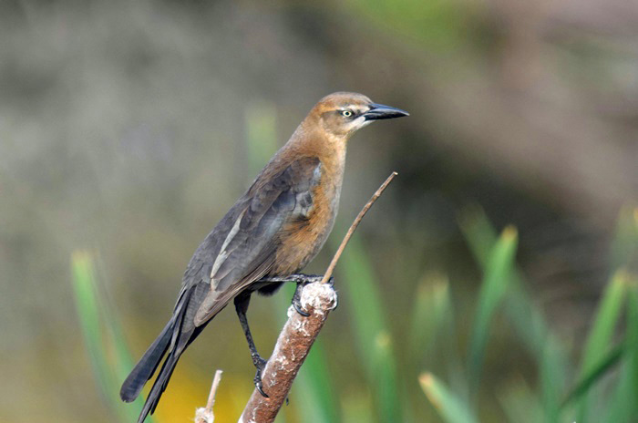 Great-tailed Grackle - Las Gallinas_b0369375_683849.jpg