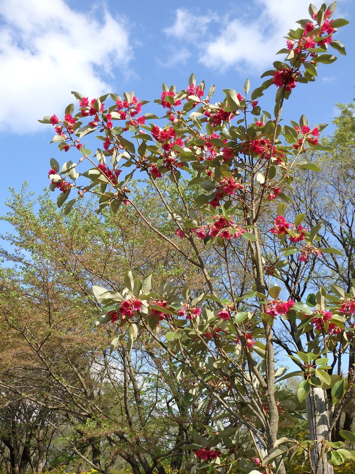石楠花擬 シャクナゲモドキ やポーポーや椨 タブノキ 等の花達 自然風の自然風だより 石楠花擬 シャクナゲモドキ やポーポーや椨 タブノキ 等の花達 自然風の自然風だより