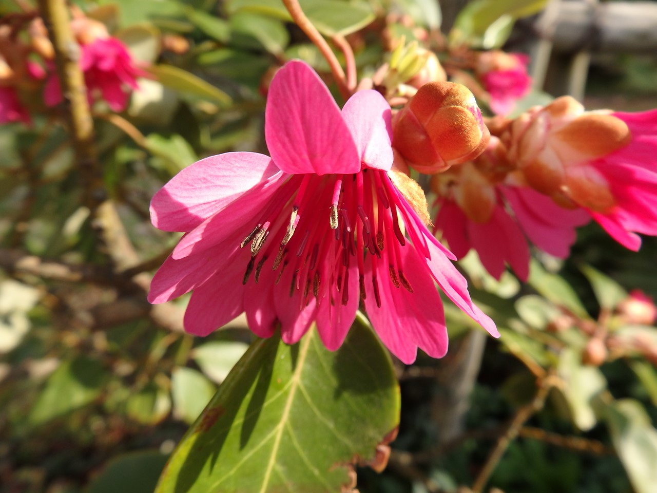 石楠花擬(シャクナゲモドキ)やポーポーや椨(タブノキ)等の花達