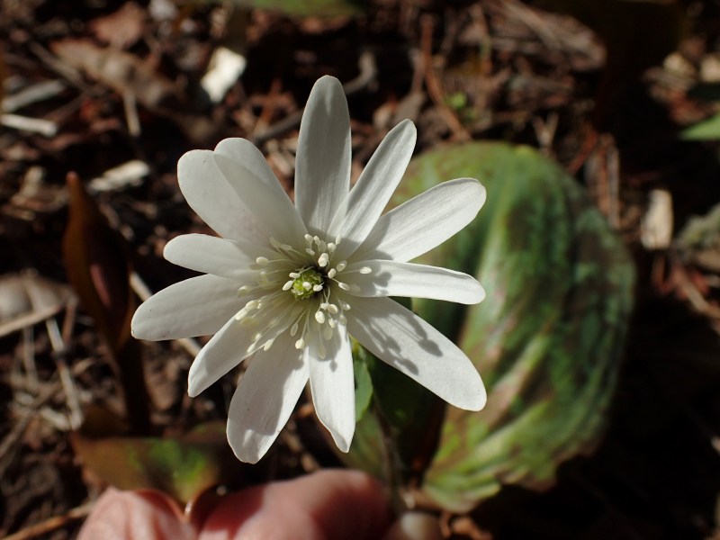 キクザキイチゲ 福寿草 白と薄紫のカタクり蕾 エゾエンゴサク カタクリ花 次々に開花 豊平公園野草園 昨日 今日 明日