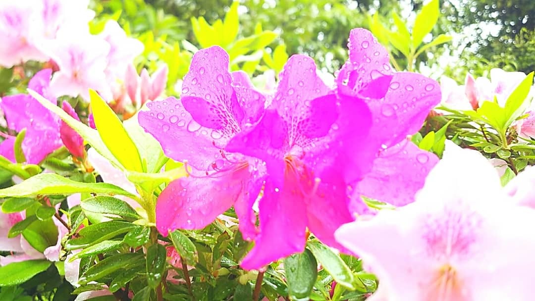 今日のお天気はー?🌞☔️_f0357682_12334777.jpg