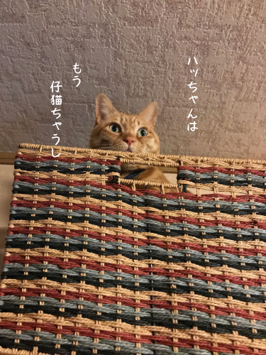 a0216583_10515112.png