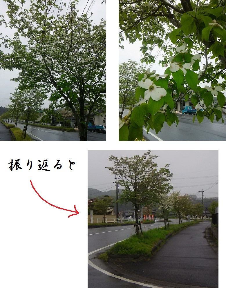 ハナミズキの街路樹 庭いじりはじめました