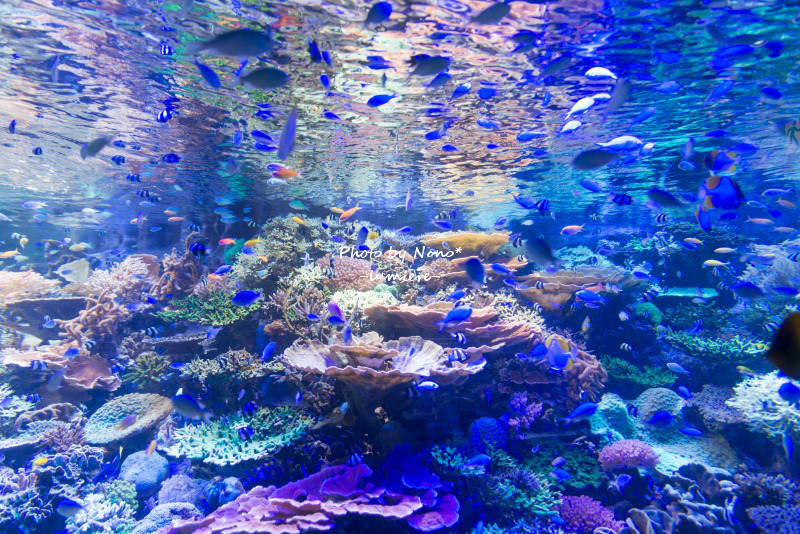 Blue　@名古屋港水族館＊_e0352091_08273687.jpg