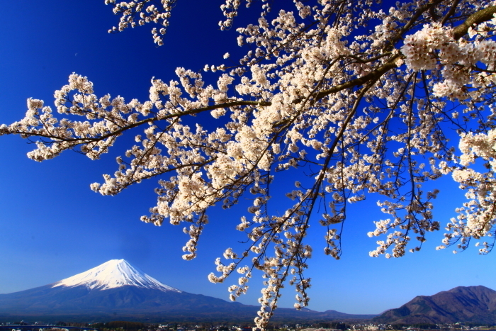 30年4月の富士（12）河口湖の桜と富士_e0344396_17123053.jpg