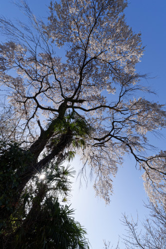 坂道の丘に咲く　～栃本の一本桜_e0366896_16591914.jpg