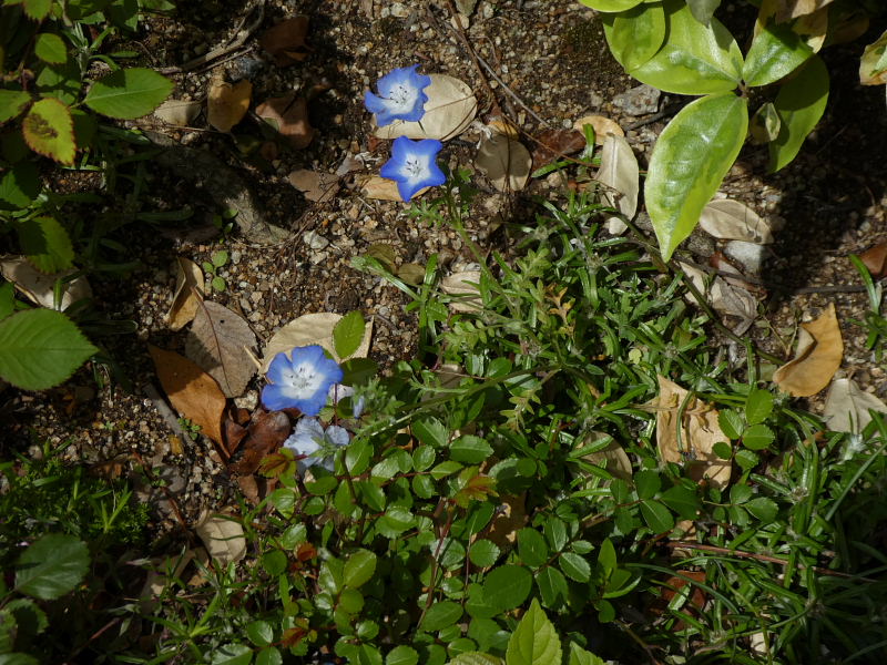 大手鞠・西洋十二単・アマドコロ・芝桜・白山吹・ネモフィラ・クレマチス・金雀児_d0261298_746215.jpg