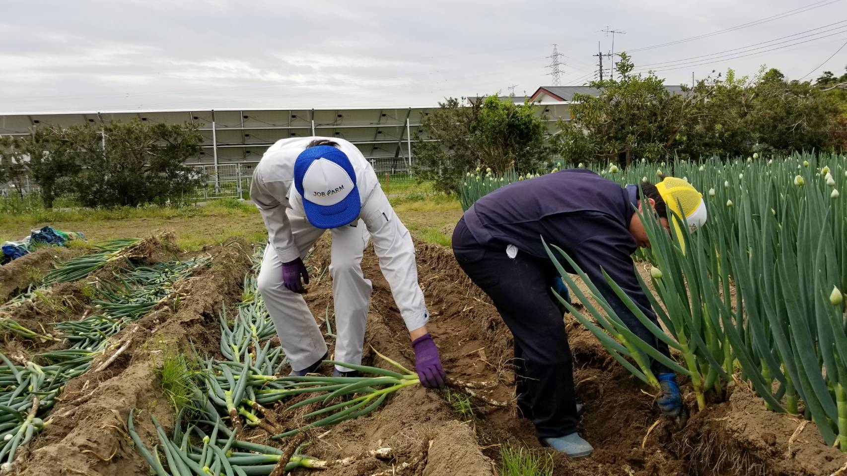 地福連携　農福連携 請負作業ほか_e0270198_16515729.jpg