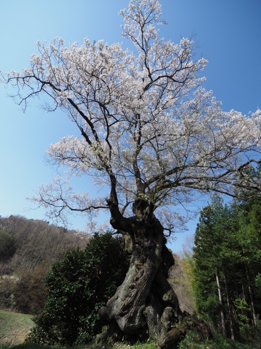 福島一本桜巡礼 新たな出会い_f0224100_08222595.jpg