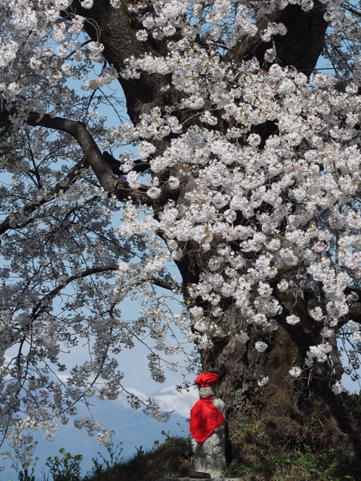 福島一本桜巡礼 新たな出会い_f0224100_08224007.jpg