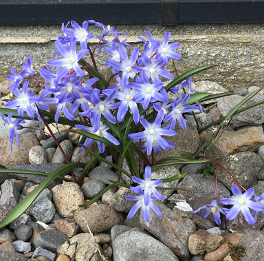 北大水産学部の冬桜♪_a0337807_19560728.png