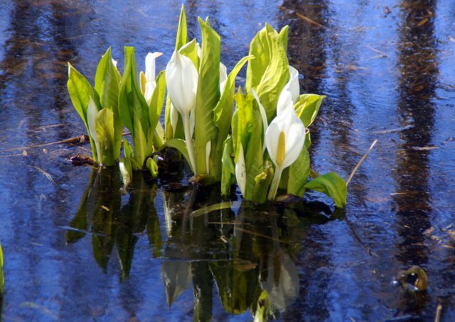 2018年4月17日(火)　春の花探し（１）（星置緑地）_a0345007_9134475.jpg