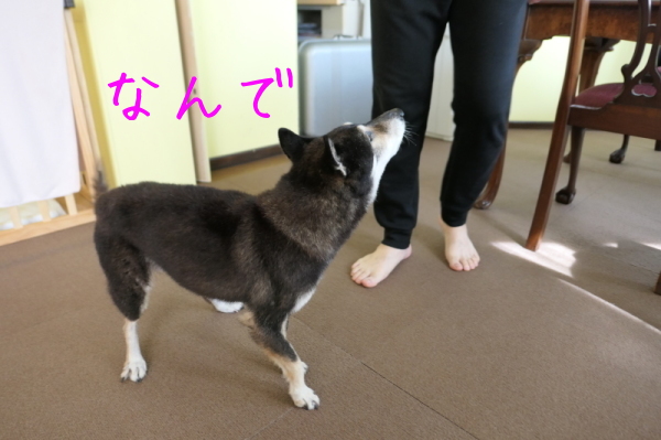 f0369014_09161771.jpg