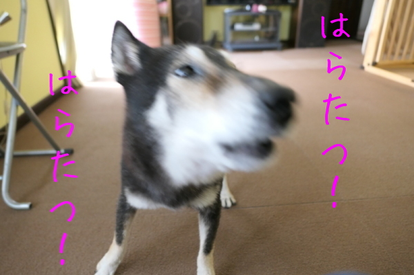 f0369014_09281713.jpg
