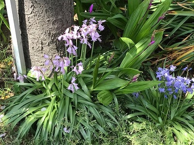 遊歩道の八重桜_e0373815_11582727.jpg